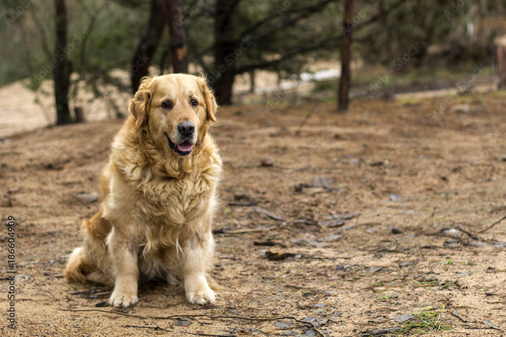 old golden retriever dog outdoor portrait old golden retriever dog outdoor portrait