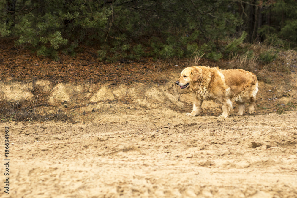 Fototapeta premium old golden retriever dog outdoor portrait