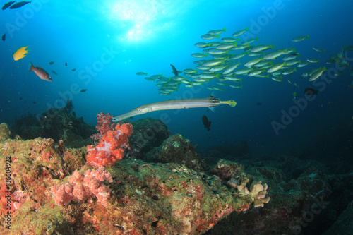 Fototapeta Naklejka Na Ścianę i Meble -  Coral reef and fish underwater