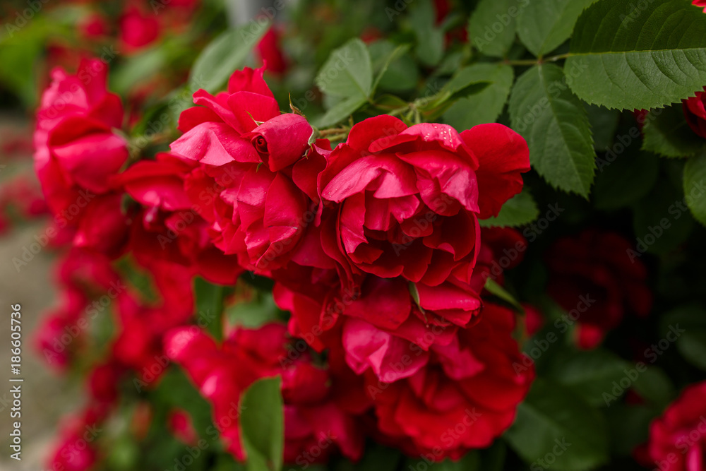 Red natural roses, red flower background, valentine day Red natural roses, red flower background, valentine day