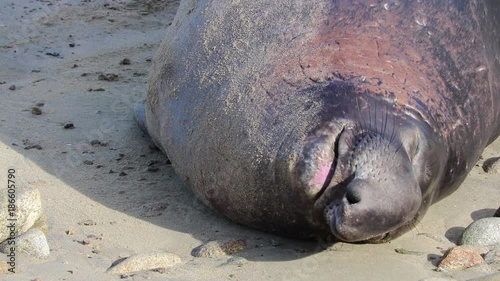 Big elephant seals around the beach in Point Reyes