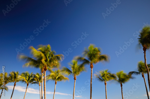 Palm fronds swaying in the wind artistic long exposure image