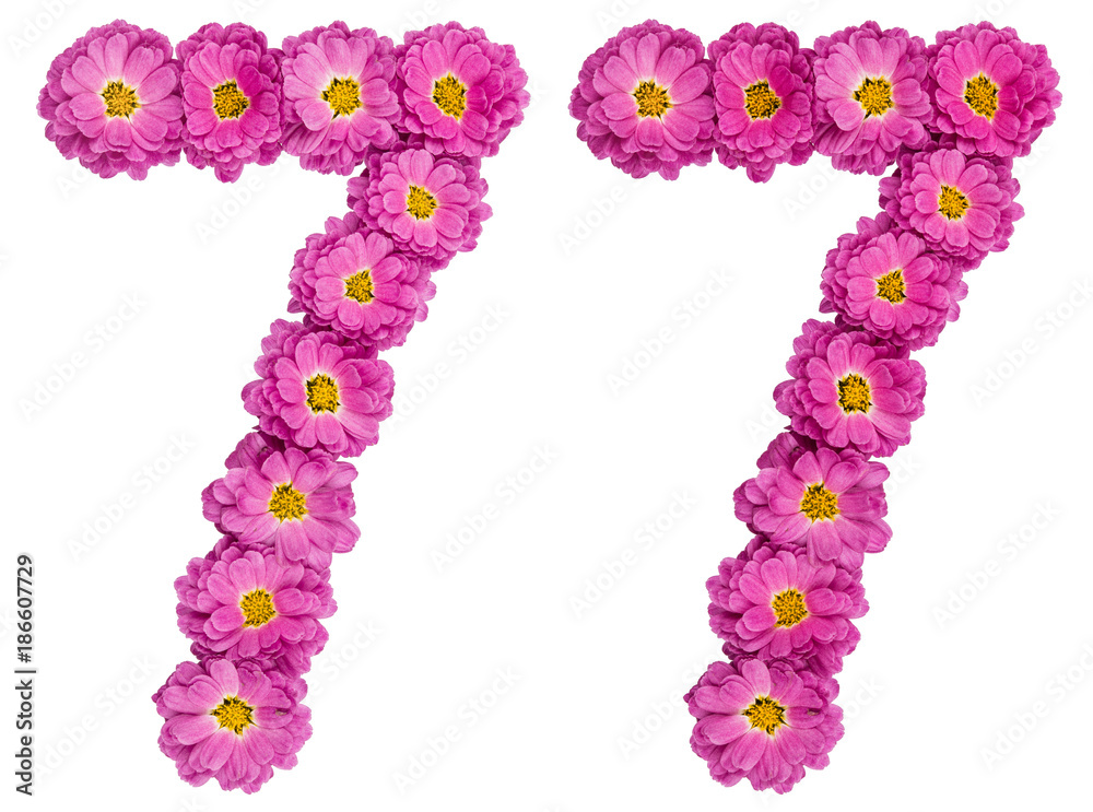 Arabic numeral 77, seventy seven, from flowers of chrysanthemum, isolated on white background