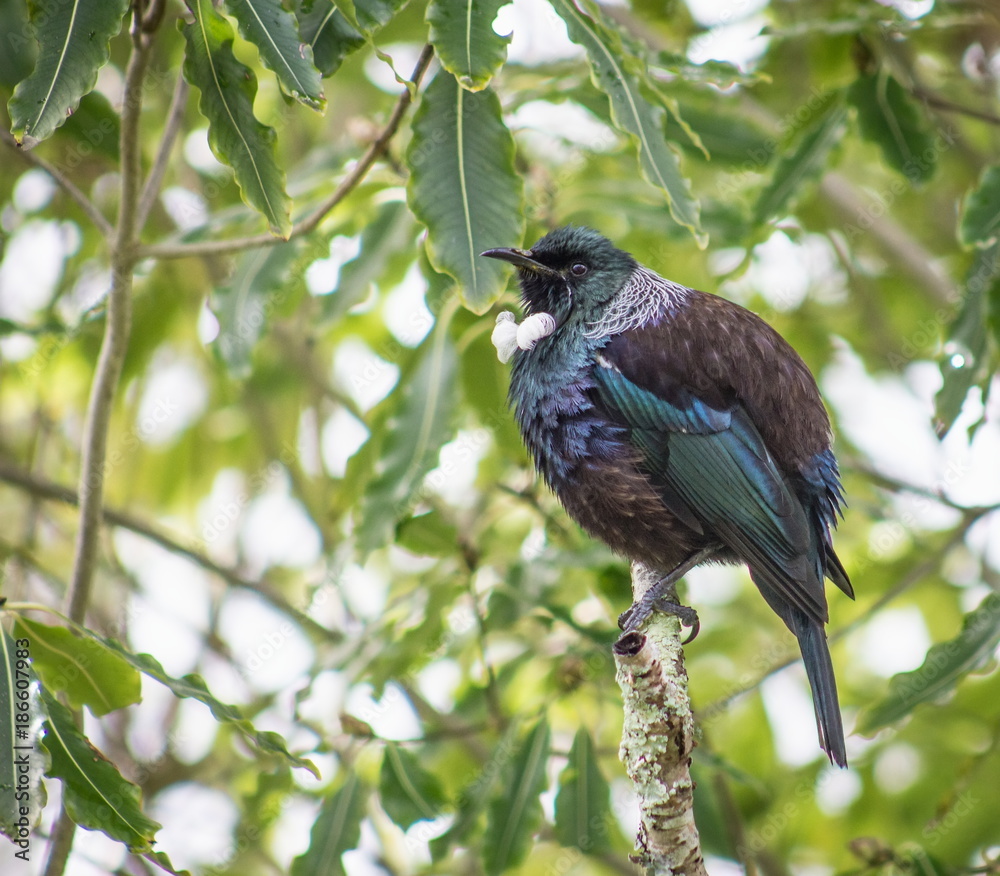 The tui (Prosthemadera novaeseelandiae) is an endemic passerine bird of New Zealand, and the only species in the genus Prosthemadera. The tui (Prosthemadera novaeseelandiae) is an endemic passerine bird of New Zealand, and the only species in the genus Prosthemadera.