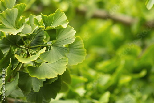 Ginkgo biloba, commonly known as ginkgo or gingko also known as the ginkgo tree or the maidenhair tree, is the only living species in the division Ginkgophyta, all others being extinct.
