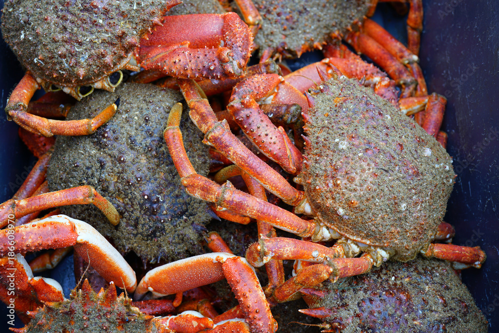 Sea spider crab for sale at a French seafood market in Brittany Stock