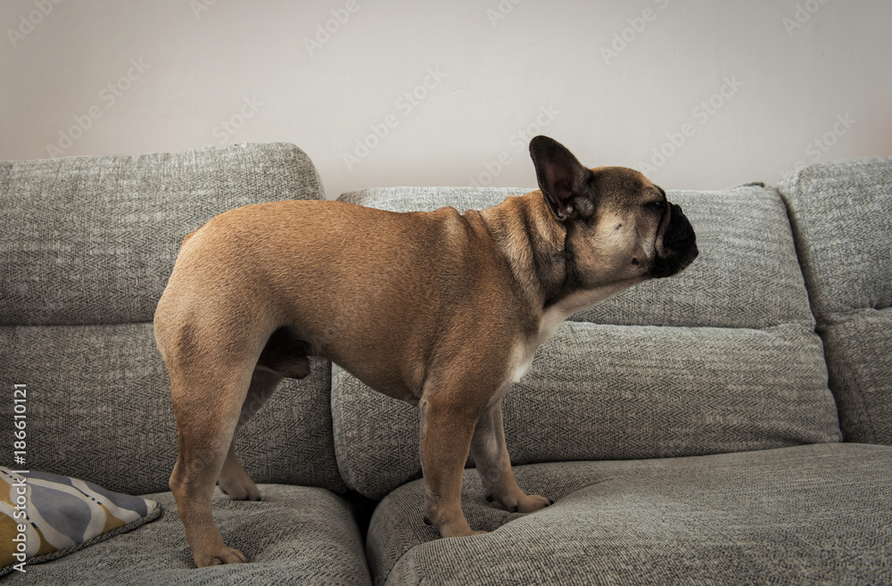 A pure bred young male french bulldog, standing on a sofa, inside a living room. A pure bred young male french bulldog, standing on a sofa, inside a living room.