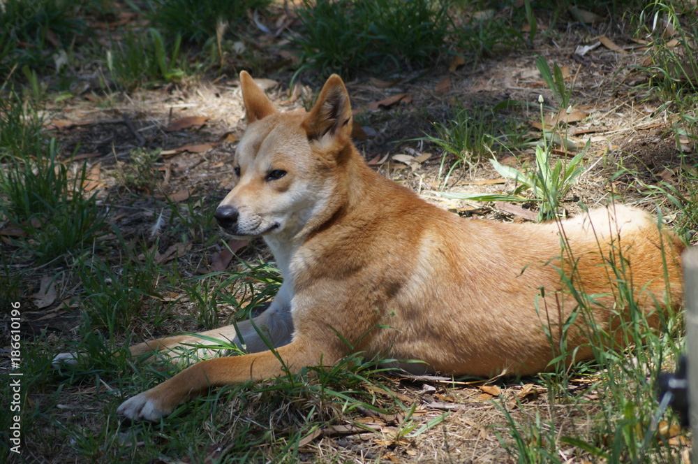 Dingo