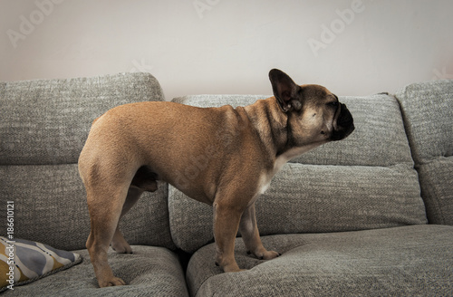 A pure bred young male french bulldog, standing on a sofa, inside a living room.