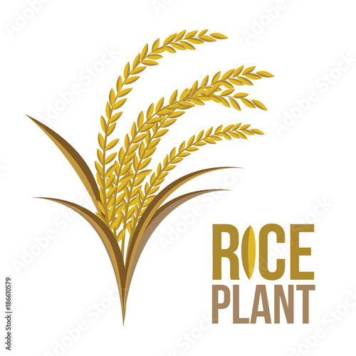 Rice Plant on white background ,Vector, illustration. Fototapet