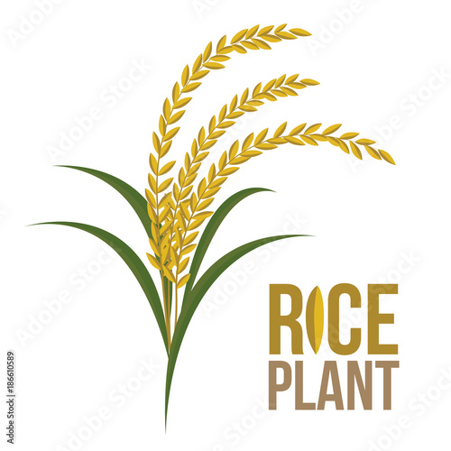 Rice Plant on white background ,Vector, illustration.