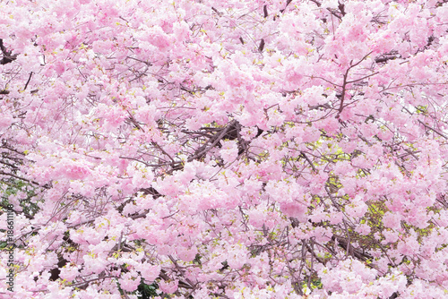 Cherry blossoms scene © ryanking999