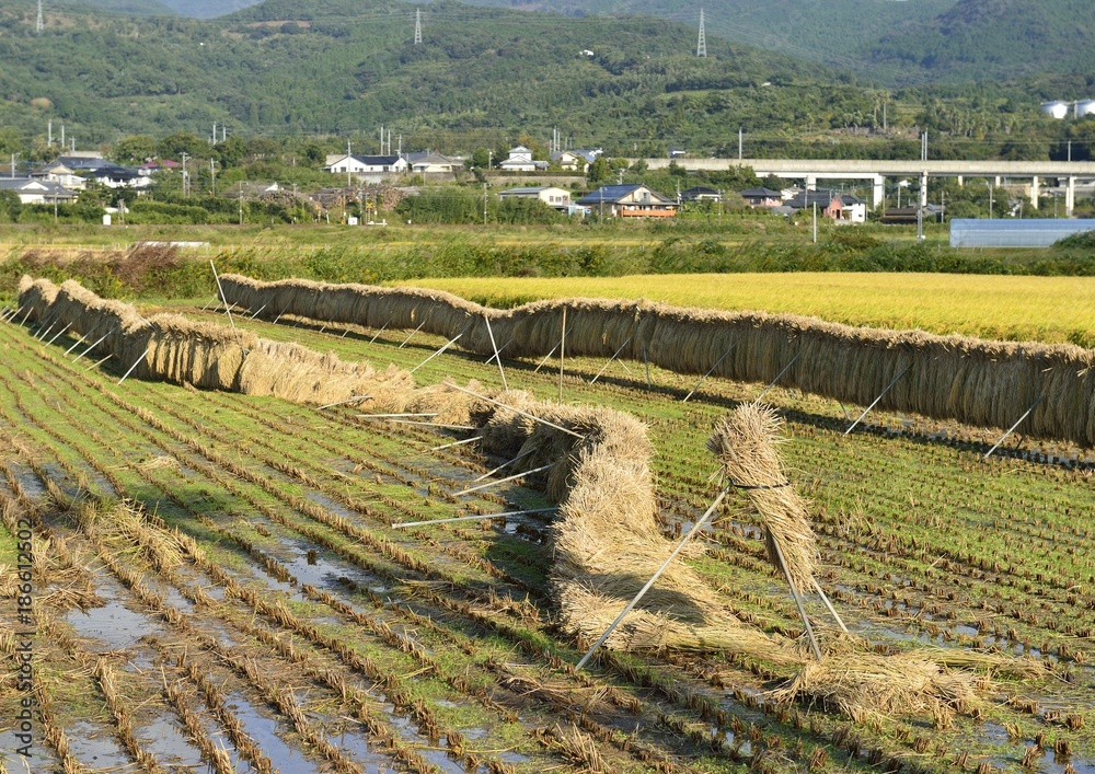 台風で倒れた稲の掛け干し