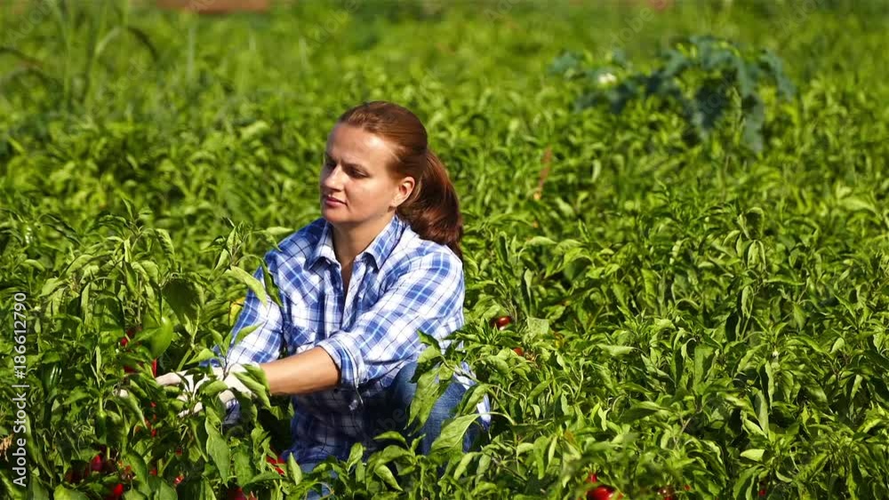 Beautiful woman hand picking paprika in the field. Beautiful woman hand picking paprika in the field.