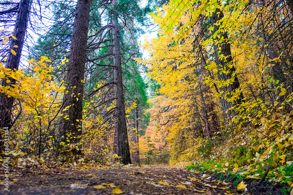 Fototapeta premium Hiking in Yosemite with fall foilage
