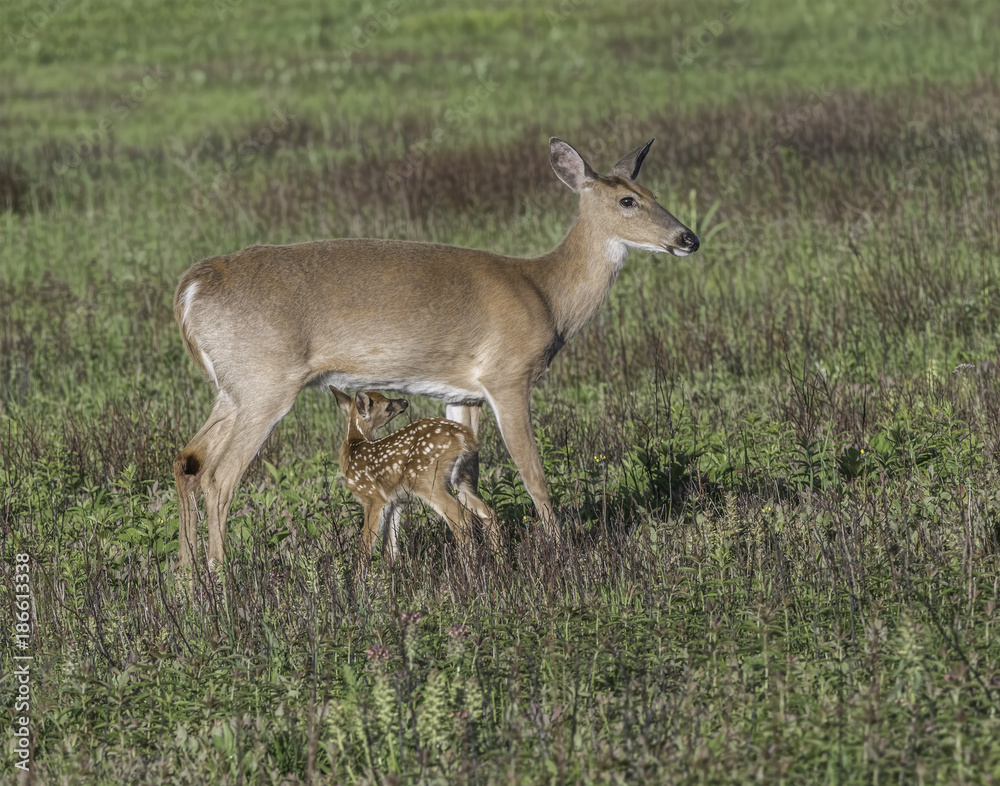 Whitetail doe and young fawn in a meadow. Whitetail doe and young fawn in a meadow.