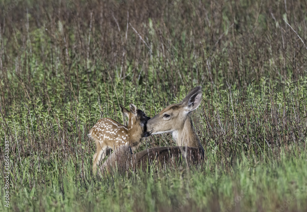 Whitetail doe and young fawn in a meadow. Whitetail doe and young fawn in a meadow.