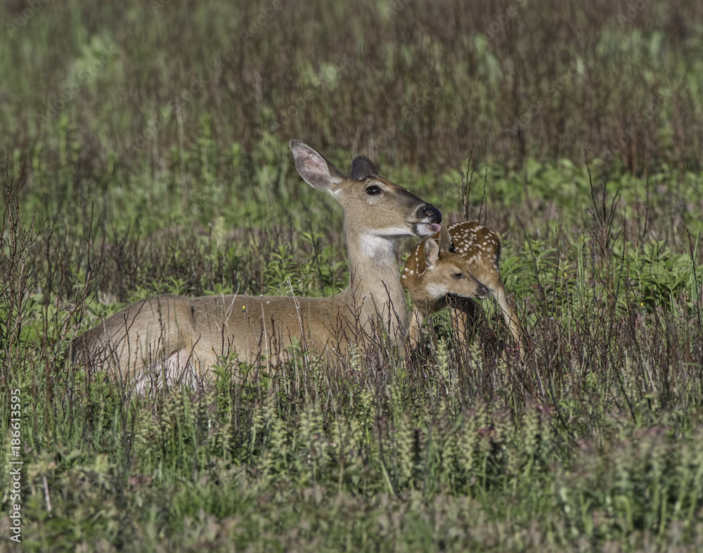 Fototapeta premium Whitetail doe and young fawn in a meadow.