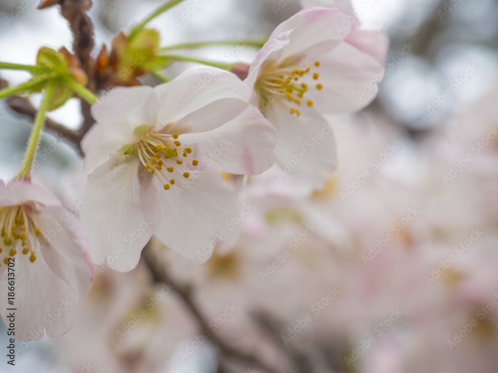 桜