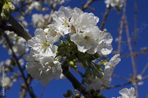 Cerejeiras em flor photo