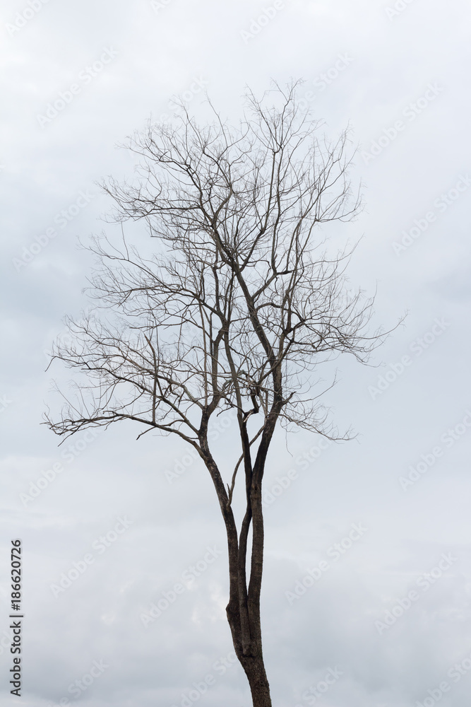 Dead tree in overcast sky / concept halloween background. Dead tree in overcast sky / concept halloween background.