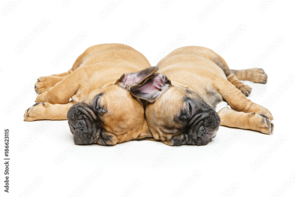 french bulldog puppies sleeping