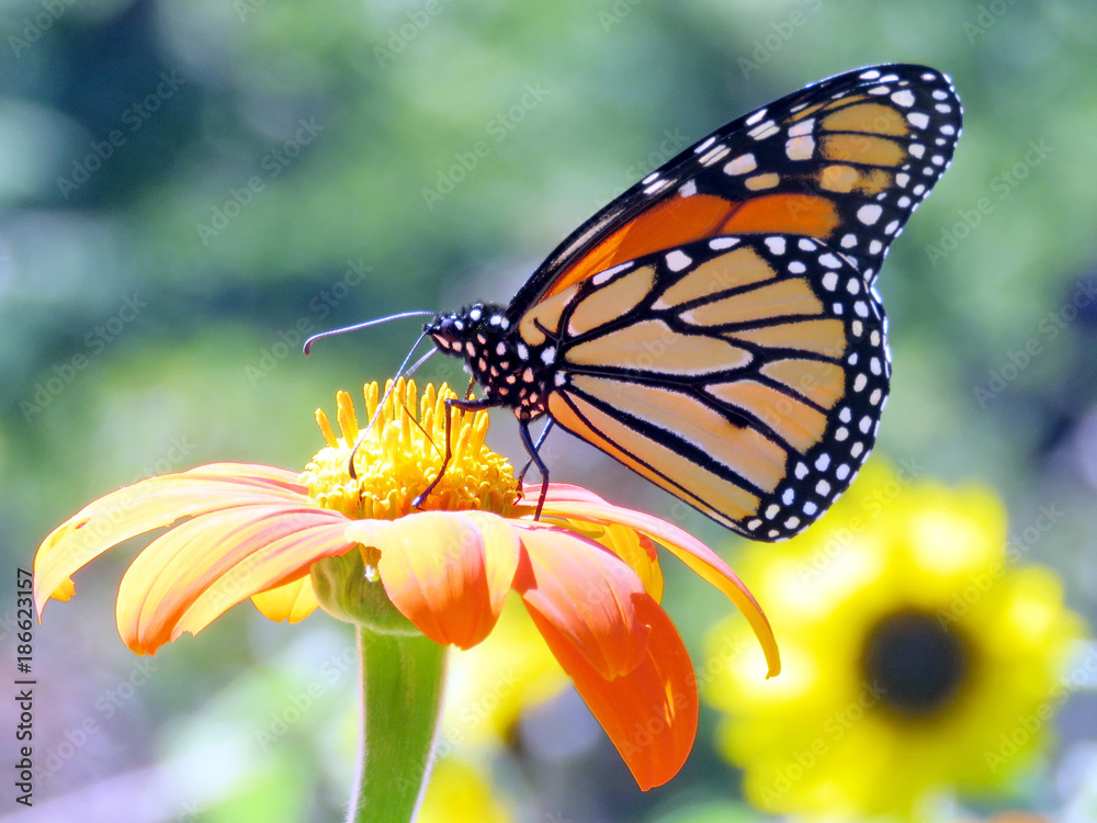 Fototapeta premium Toronto High Park the Monarch on the Mexican Sunflower 2016