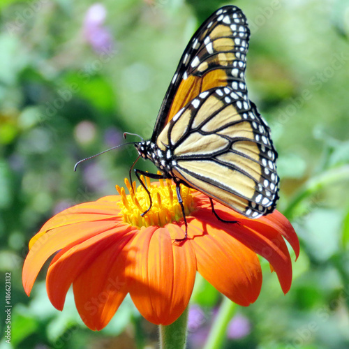 Toronto High Park Monarch on the Mexican Sunflower 2016 © emkaplin