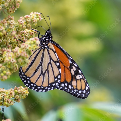 Monarch Butterfly in Reid State Park in Maine