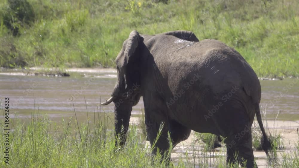 Back of an elephant walking along lush river bank Back of an elephant walking along lush river bank