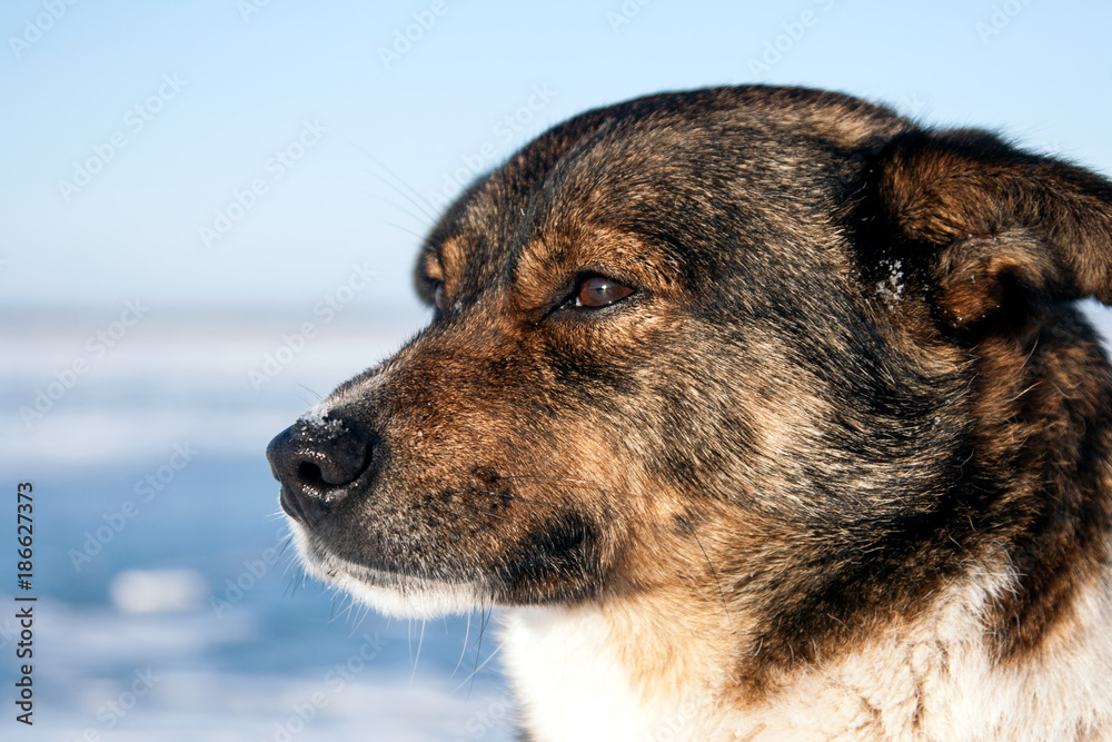 Focussed dog.
An old beige dog is basking in the rays of a spring sun lying on the snow.
Focussed dog.
An old beige dog is basking in the rays of a spring sun lying on the snow.