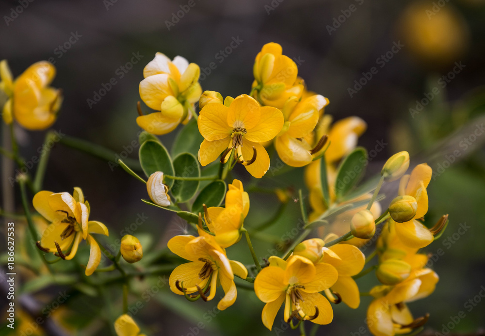 Yellow Swamp Flower Yellow Swamp Flower