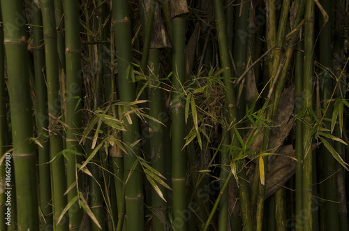 Bamboo Wallpaper Stock Images