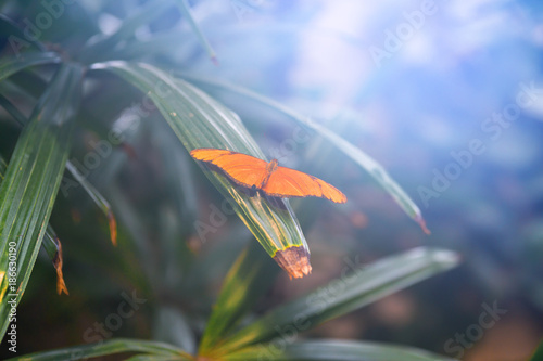 Bright diffuse sunlight falling on an orange Julia butterfly