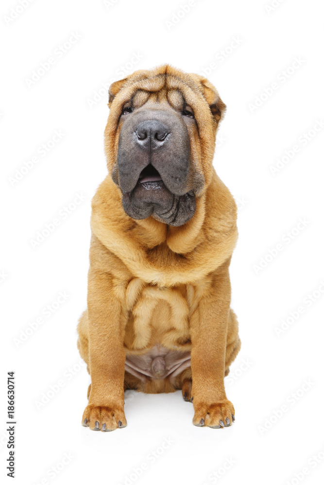 beautiful shar pei puppy beautiful shar pei puppy
