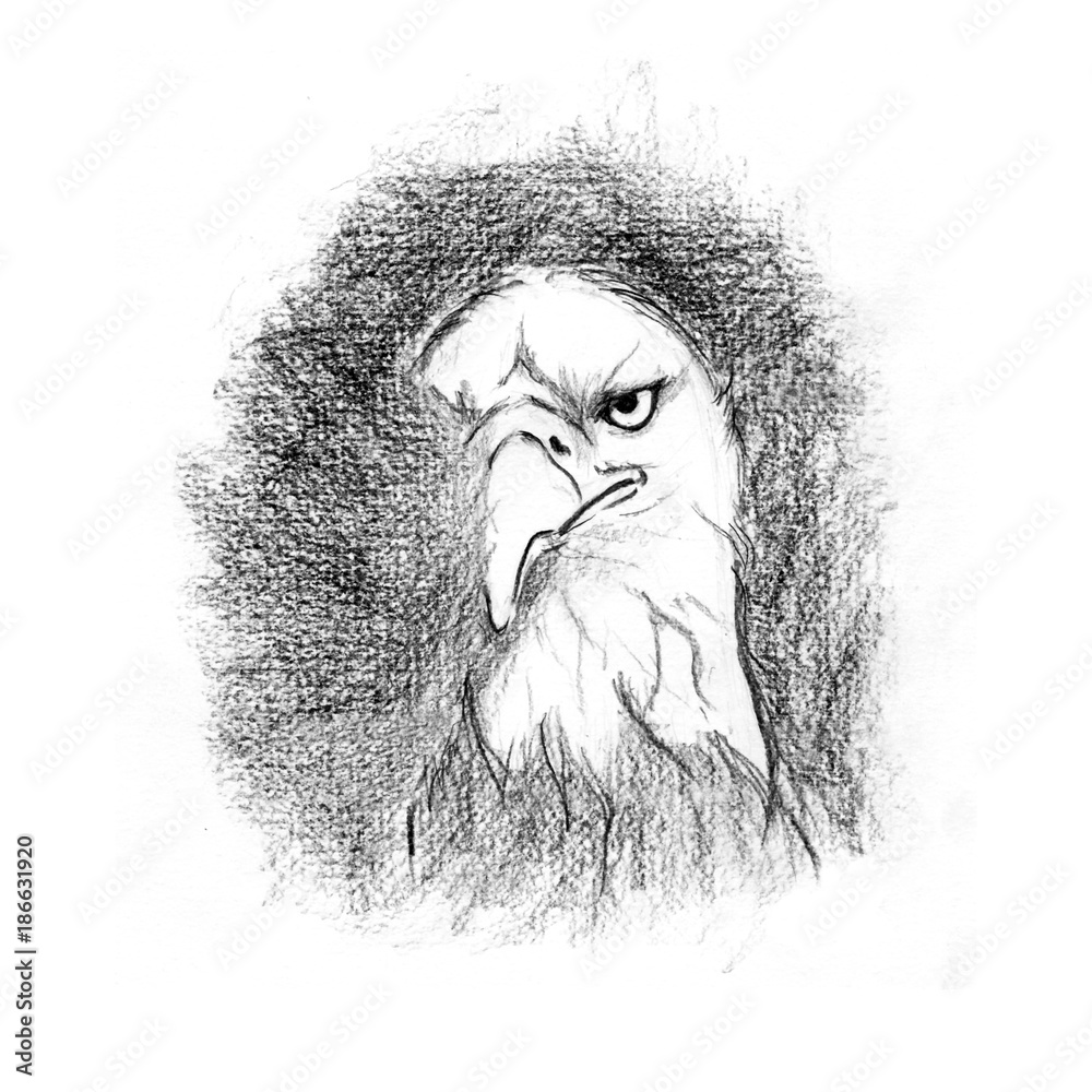 Gray eagle illustration Bald Eagle Drawing Hawk Mountain Sanctuary Golden  eagle eagle face animals png  PNGEgg