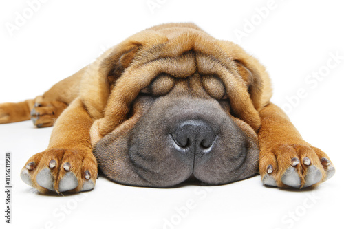 Fototapeta Naklejka Na Ścianę i Meble -  beautiful shar pei puppy sleeping