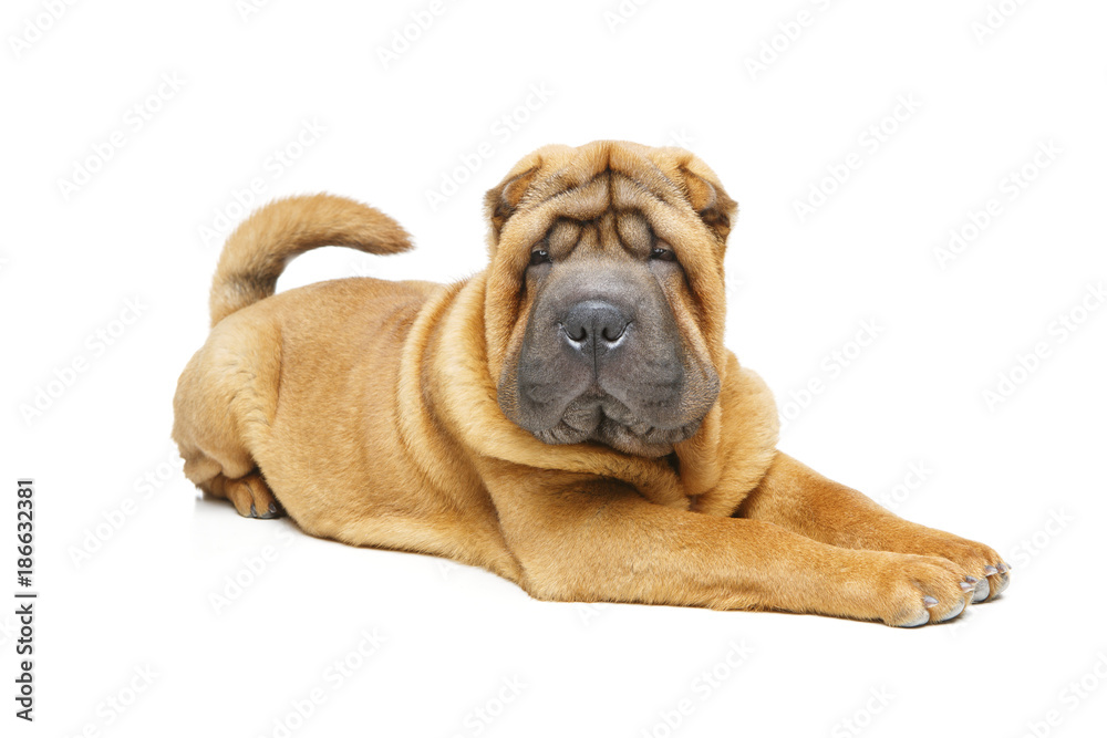 beautiful shar pei puppy