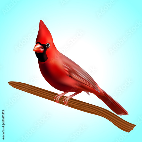  Cardinal bird with red-crested or Paroaria Coronata