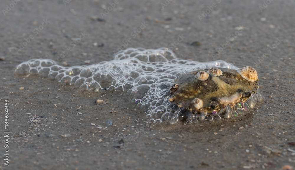 Krabbenschale mit Seepocken am Strand