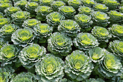 Cauliflower plant.