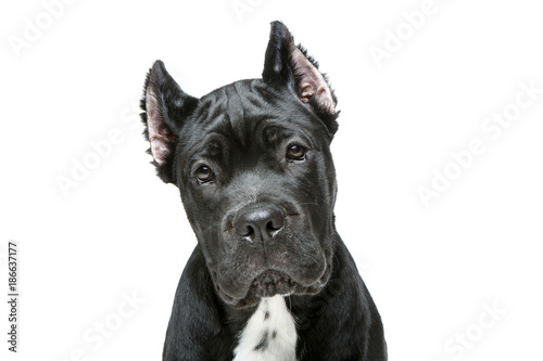 beautiful cane corso puppy