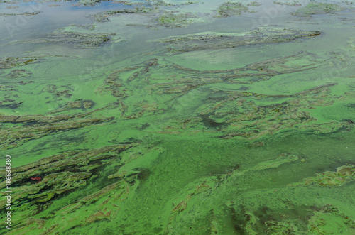 Green algae pollution on a water surface