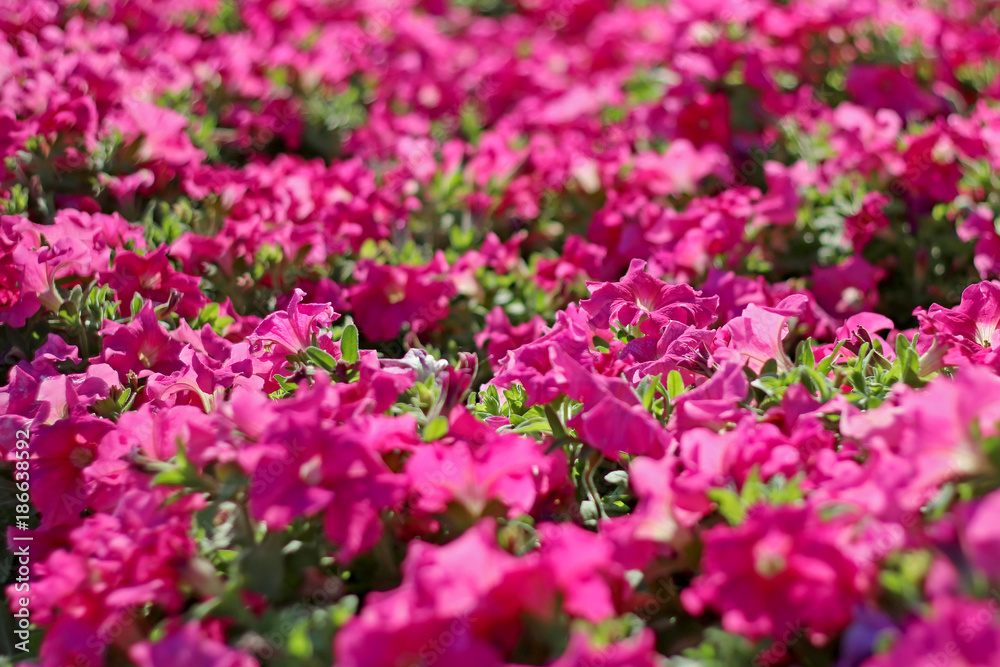 Pink blossom with green leaf in park of thailand Pink blossom with green leaf in park of thailand