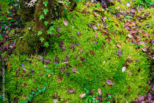 Sphagnum moss in Ang Ka Luang Nature Trail