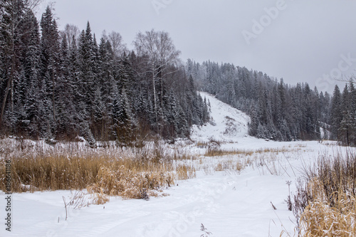 snow-covered trees on the slopes of the Ural Mountains