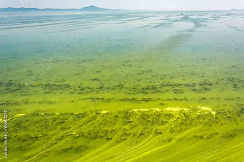 Big Ukrainian river Dnepr covered by Cyanobacterias as a result of hot summers photo