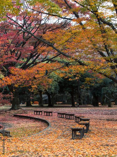 Empty park with autumn foliage and leaves all around.