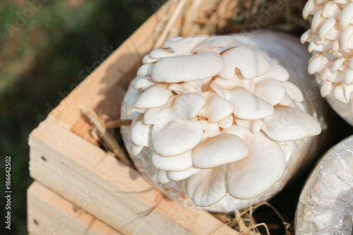 Mushroom growth in bag 