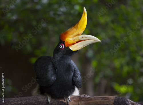 Hornbill Great hornbill, Great pied hornbill, Hornbill, selective focus photo